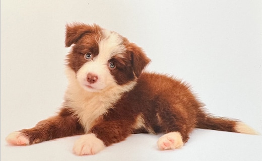 犬