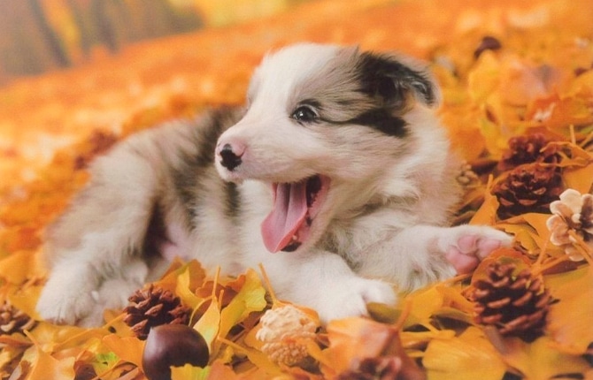 犬
