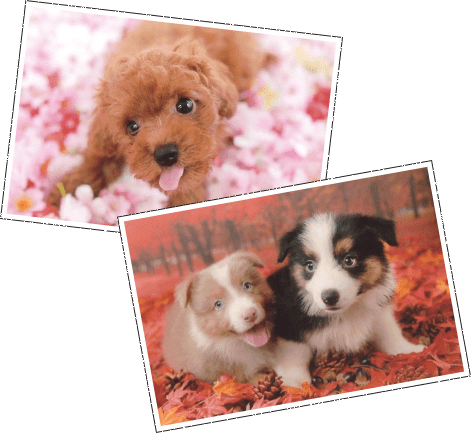 犬