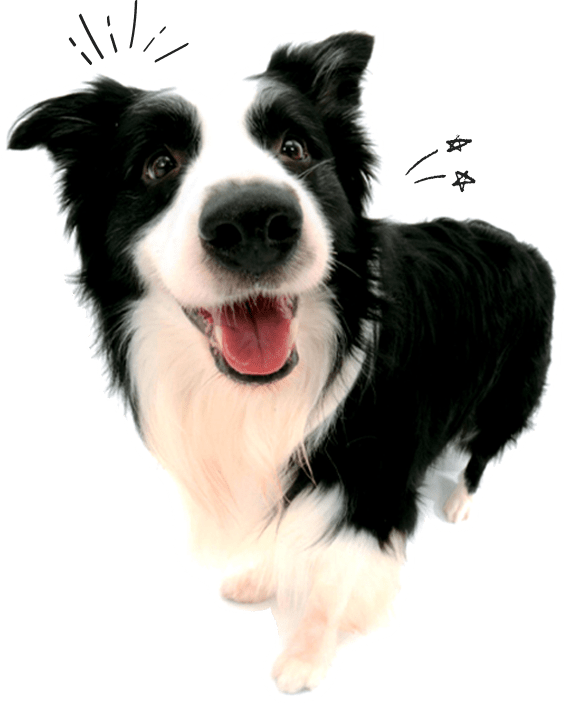犬