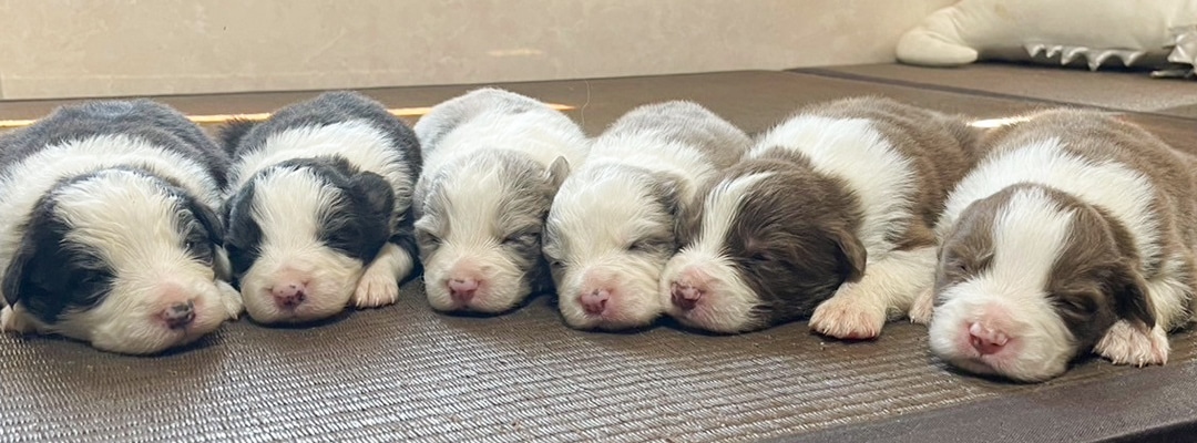 仔犬